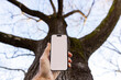 © Raymond Forbes LLC/Stocksy - Blank smart phone screen  big  tree