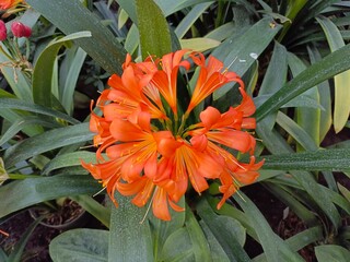 Poster - vibrant orange clivia miniata flower in full bloom with lush green leaves, perfect for botanical prints and nature designs