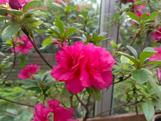 Poster - vibrant pink azalea flower in full bloom with delicate petals and lush green leaves in a greenhouse setting


