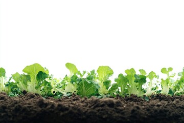 Poster - A group of lettuce plants growing out of the ground, great for food or decoration