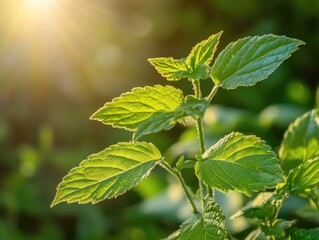 Poster - A close-up view of a plant's leaves, showing their natural green color and texture