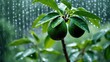 © meristock - Fresh green avocado leaves glistening with raindrops close-up through a blurred rainy window background creating a serene nature scene.