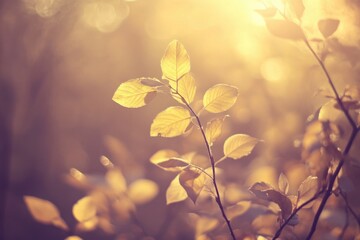 Poster - Illuminated tree leaves in natural light