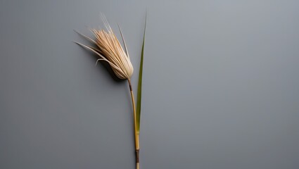 Poster - Minimalist composition featuring a single cattail positioned left on a soft gray background with natural earthy tones, ideal for home decor.