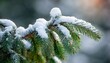 © Emma - close up of a fir with snow