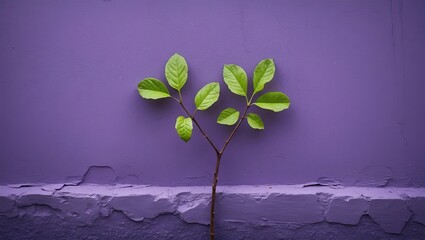 Poster - Vibrant green leaves growing from a branch against a textured purple wall with soft shadows highlighting the colors and shapes.