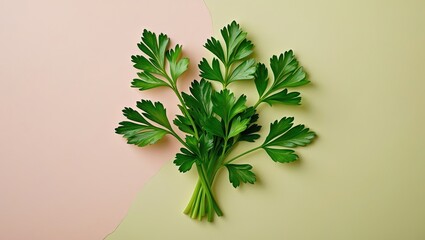 Leinwandbilder - Fresh green parsley leaves arranged artfully on a soft pastel pink and green background, viewed from above with natural lighting.