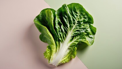 Poster - Fresh green romaine lettuce leaf positioned centrally on a soft pink and green pastel background with natural lighting enhancing texture.