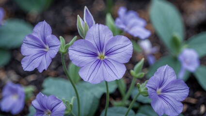 Aufkleber - Delicate violet flowers with subtle shading in a lush green setting, showcasing vibrant petals and intricate details, ideal for floral design themes.