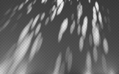 Wall Mural - abstract shadow overlay from foliage on a transparent background.
