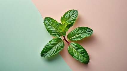 Poster - Fresh vibrant green mint leaves arranged centrally against a soft pastel pink and green background, highlighting their texture and details in food concept.