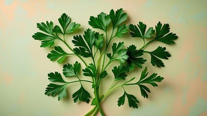 Leinwandbilder - Fresh vibrant green parsley leaves arranged artistically on a soft pastel background featuring shades of cream and light green for culinary use.