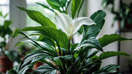 Aufkleber - White Peace Lily flower surrounded by lush green leaves, captured with selective focus, creating a serene indoor garden atmosphere.