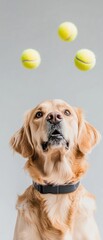 Poster - Smart Pet Tech Revolution Golden Retriever with AI-Enhanced LED Collar Experiencing Playful Interactive Ball Dynamics in Cutting-Edge Canine Engagement Ecosystem
