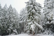 © Connect Images - Snow-covered fir trees create a serene winter forest scene with a blanket of white, WA, USA