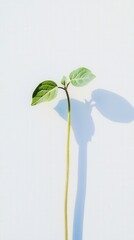 Poster - A beautiful plant casting an intricate shadow on the wall creating a stunning visual effect and depth