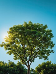 Wall Mural - solitary tree basking under a serene blue sky, leaves gleam in sunlight