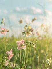 Wall Mural - delicate pink columbine flowers dancing in a sun-kissed meadow