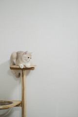 Aufkleber - British shorthair white cat with calm expression sits on wooden cat tree against minimalist white wall