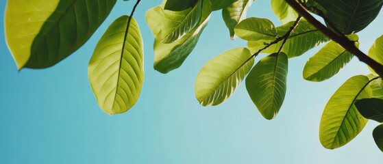 Leinwandbilder - Serene Minimalist Nature Verdant Leaf Macro Against Azure Sky - Biophilic Design Inspiration for Wellness Branding and Sustainable Visual Storytelling