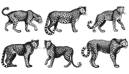 Vintage engraving vector jaguar, cheetah, panther, leopard set, Africa wild cat, black and white hand drawn illustration, animal silhouette, ink sketch, art background