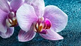 Close-up of orchids with glistening water droplets on the petals, creating a stunning and fresh atmosphere. The delicate details of the flowers and the sparkle of the droplets add elegance and beauty.