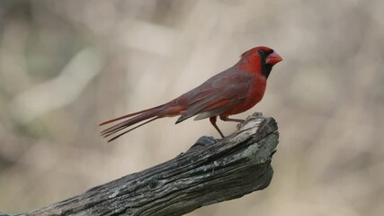 Wall Mural - Northern Cardinal perched on a dry branch and posing before flying away - cardinalis cardinalis