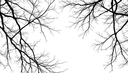 Bare branches, intricate network against pure white backdrop, tree branch, shape