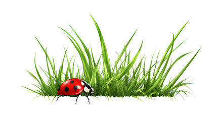 ladybug on green grass isolated on white background