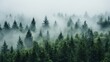 © Nice Seven - A serene misty forest landscape with dense evergreen trees, creating a tranquil atmosphere shrouded in fog.