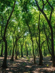 Wall Mural - enchanting forest scene with sunlit canopy and shadowed forest floor