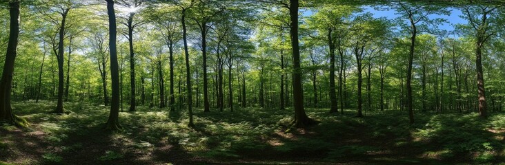  Tall trees in a green forest create an overhead canopy, with sunlight filtering through the lush leaves.