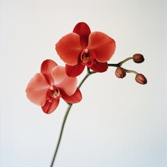 Poster - Vibrant coral orchids radiate elegance against a pristine backdrop their delicate petals showcasing nature's exquisite beauty and tranquil grace