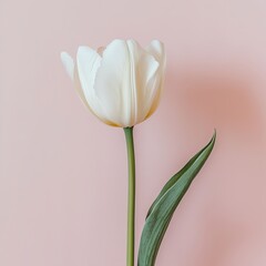 Poster - Elegant tulip with a graceful stem and leaf against a soft pink backdrop A minimalist floral portrait exuding serenity and natural beauty