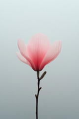 Poster - A poetic minimalist composition of a softly illuminated pink magnolia bud gracefully unfurling on