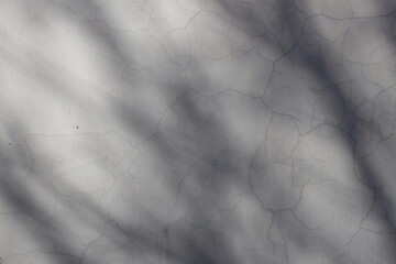 Poster - Light wall with shadows from tree branches.