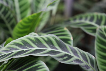 Aufkleber - A close-up of a small green and white plant, perfect for botanical or nature-inspired designs.
