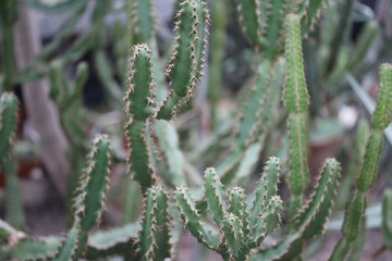 Aufkleber - A close-up view of a cactus plant growing in a pot, with details on the spines and texture.