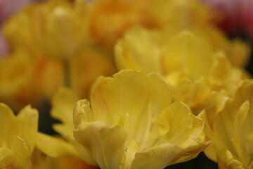 Poster - A close-up shot of a group of bright yellow flowers, ideal for use in designs and layouts where a pop of color is needed.