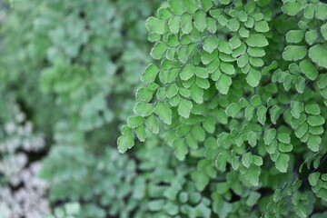 Poster - A close-up view of a small green plant with leaves, great for nature and gardening themes.