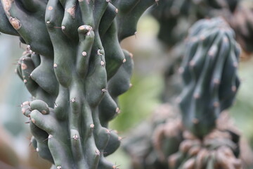 Poster - Prickly desert plants in focus.