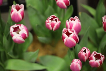 Poster - A detailed view of a bouquet of pink tulips.