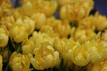 Poster - Close-up shot of a bouquet of bright yellow flowers.
