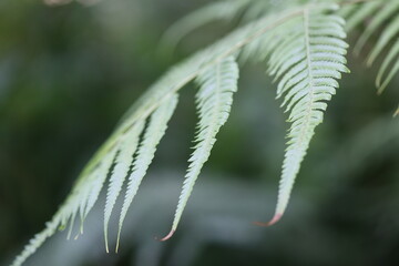 Poster - A close-up shot of a single leaf from a plant.