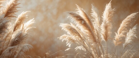Poster - pampas grass neutral beige backdrop in close view. plant texture.