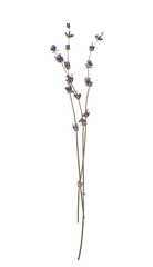 Fototapete - Sprigs of dried lavender herbarium flowers isolated cut out on a transparent background, perfect for adding a touch of rustic charm to designs