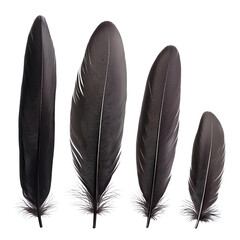Poster - Collection of colorful feathers displayed together on a white background highlighting their unique textures and patterns isolated on a white background.