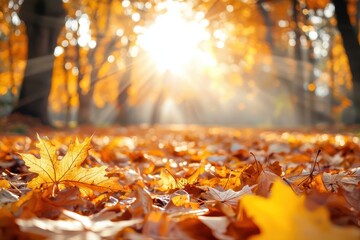 Poster - Golden maple leaves covering ground in autumn park with sun rays