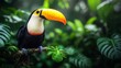 © Dwina - Toucan perched jungle branch, rainforest backdrop
