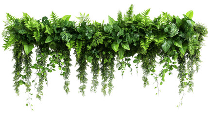 Wall Mural - hanging tropical plants with transparent background creating green cascade